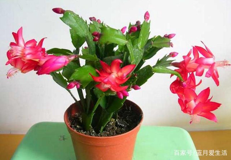 盆栽花卉怎么养