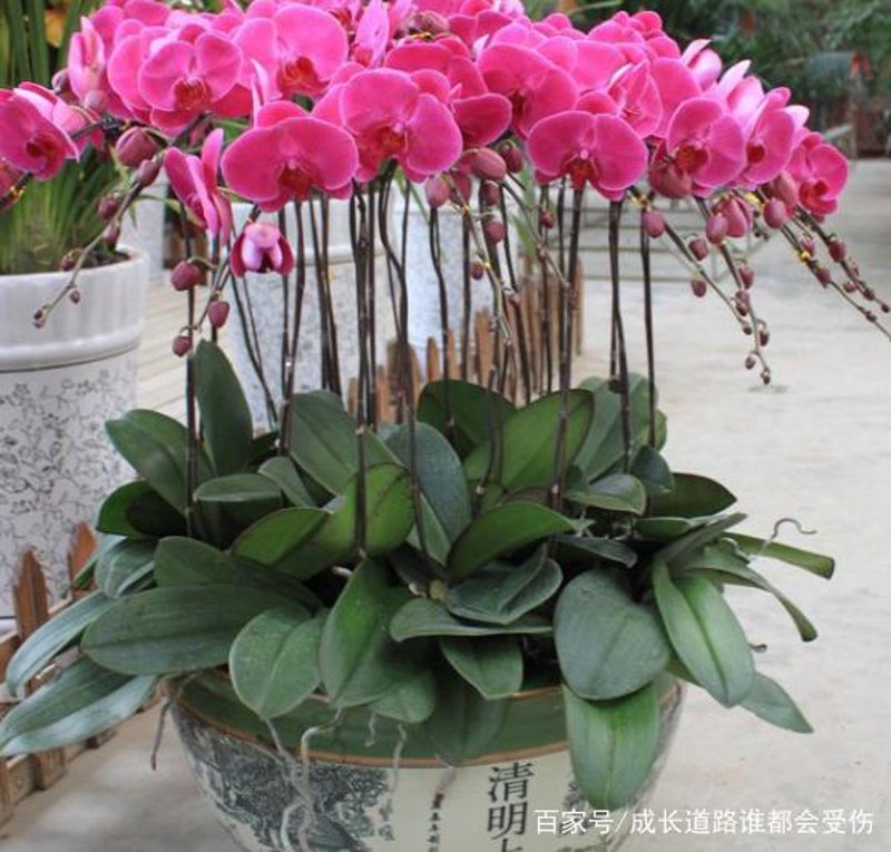 花卉养殖方法