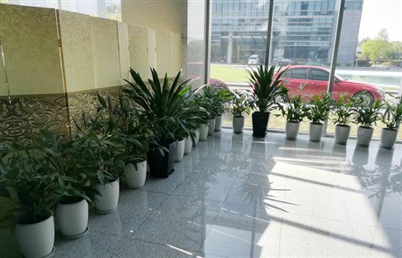 武汉花卉行业的最新发展
