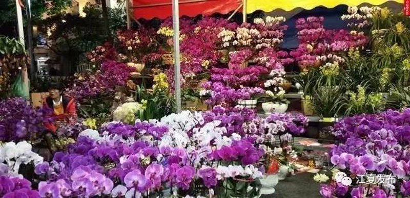 武汉花卉市场