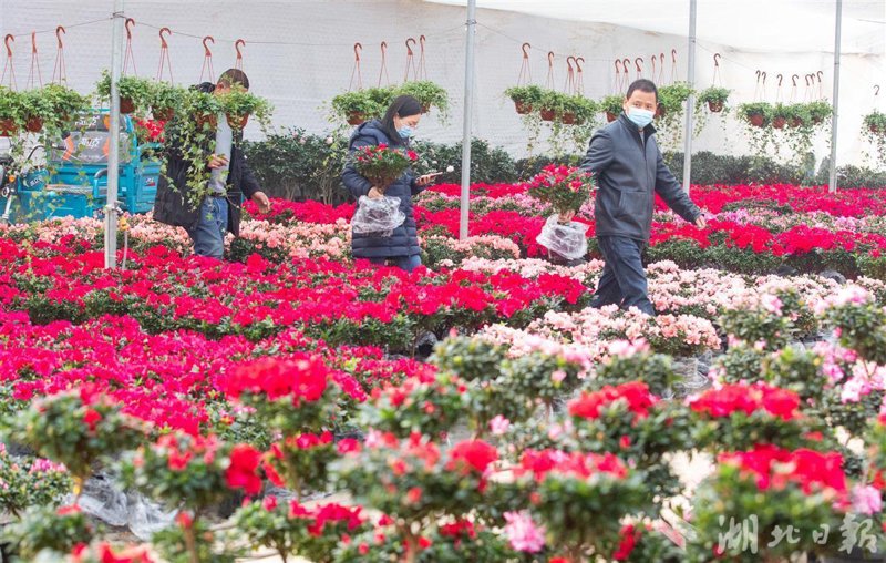 花卉养殖艺术：从新手到高手的秘密