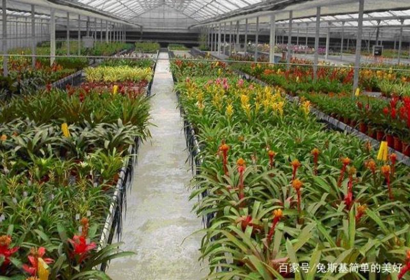 花卉种植技术