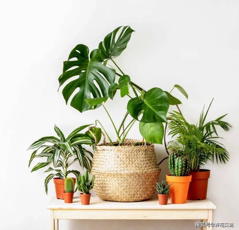 室内植物养护