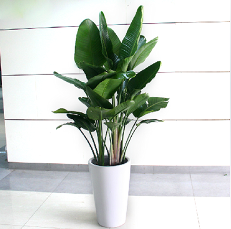 花卉种植技术：从新手到专家的成长之路